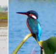 Purbasthali Ox-Bow Lake: Responsible Birdwatching Is The Need Of The Hour