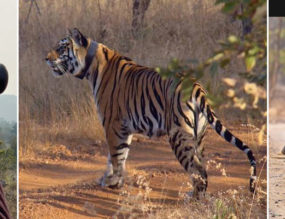 A VISIT TO THE PANNA TIGER RESERVE