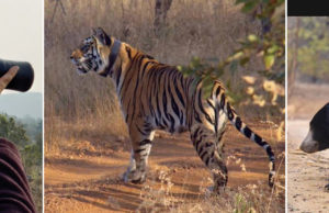 A VISIT TO THE PANNA TIGER RESERVE
