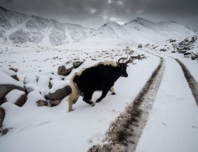 Trip to Ladakh - Photo Story
